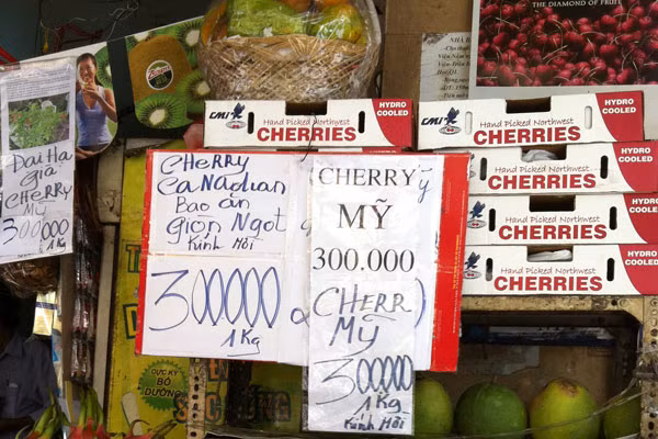 Cherry Mỹ từ một cửa hàng bán trái cây ở quận 1 được bán với giá 300.000 đồng/kg. Theo những khách hàng sành ăn cherry, giá cả loại trái cây này chênh nhau ở các cửa hàng phụ thuộc vào độ tươi ngon của sản phẩm, nếu bị héo hay bị dập thì giá bán càng rẻ. Cherry Mỹ từ một cửa hàng bán trái cây ở quận 1 được bán với giá 300.000 đồng/kg. Theo những khách hàng sành ăn cherry, giá cả loại trái cây này chênh nhau ở các cửa hàng phụ thuộc vào độ tươi ngon của sản phẩm, nếu bị héo hay bị dập thì giá bán càng rẻ.