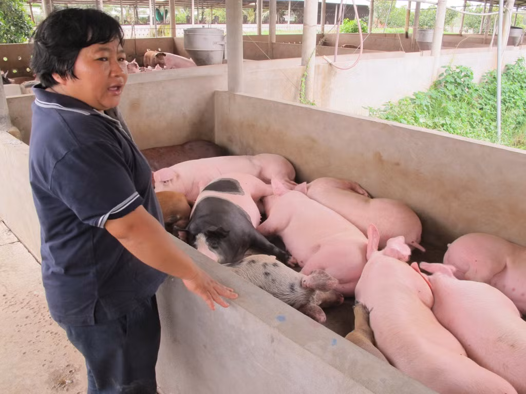 “Đi đâu xa là thấy nhớ đàn heo ở nhà vô cùng”, chị Phượng nói về niềm đam mê của mình. “Đi đâu xa là thấy nhớ đàn heo ở nhà vô cùng”, chị Phượng nói về niềm đam mê của mình.
