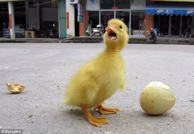 Những người nông dân Trung Quốc chọn cách mạo hiểm bán vịt giá rẻ như thế này để gỡ gạc chi phí nếu không muốn bị mất hết bằng cách đem chúng đi thiêu hoặc chôn.