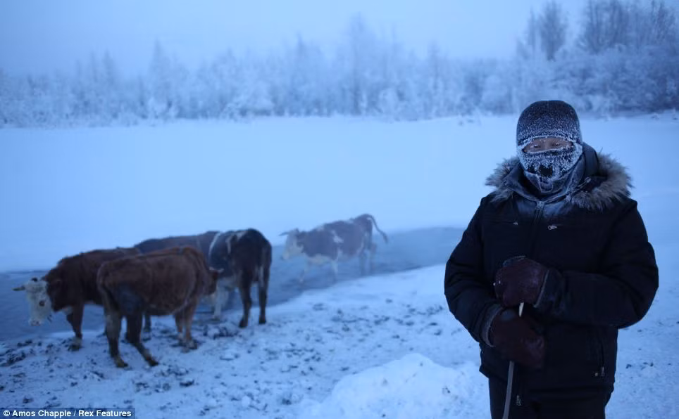 Nhờ sự hỗ trợ của chính phủ, hầu hết các gia đình ở Oymyakon vẫn có than đá, gỗ để sưởi ấm và có các phương tiện hiện đại để sử dụng. Nhờ sự hỗ trợ của chính phủ, hầu hết các gia đình ở Oymyakon vẫn có than đá, gỗ để sưởi ấm và có các phương tiện hiện đại để sử dụng.