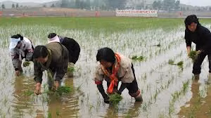 Nông dân Triều Tiên trên cánh đồng.