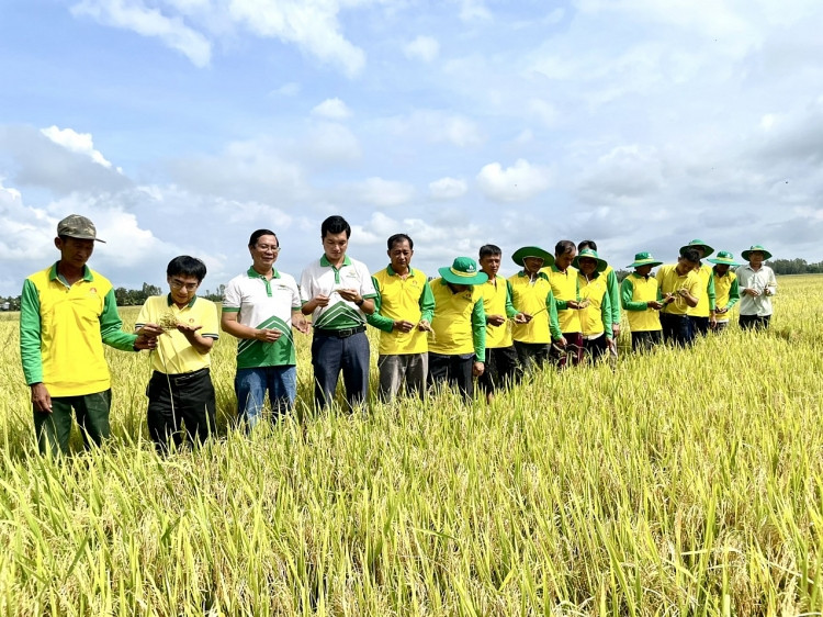 Người nông dân sử dụng Phân Bón Cà Mau, góp phần đảm bảo an ninh lương thực của đất nước Người nông dân sử dụng Phân Bón Cà Mau, góp phần đảm bảo an ninh lương thực của đất nước