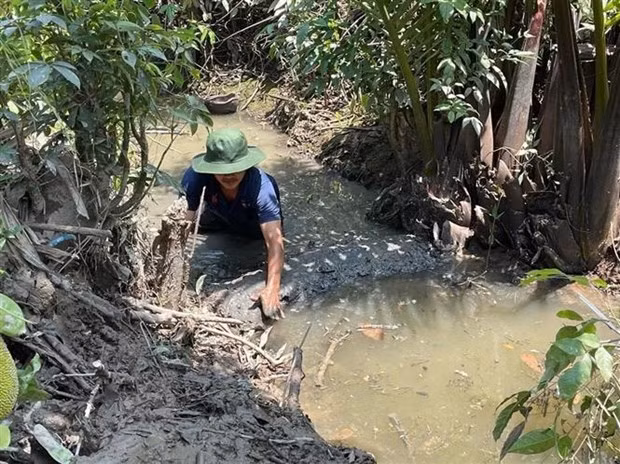 Người dân xã Tiên Long, huyện Châu Thành (Bến Tre) trữ nước ngọt tưới cho cây trồng. (Ảnh: TTXVN phát) Người dân xã Tiên Long, huyện Châu Thành (Bến Tre) trữ nước ngọt tưới cho cây trồng. (Ảnh: TTXVN phát)