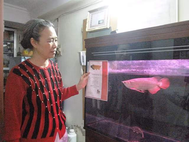 Thậm chí, loài cá rồng này còn cả giấy khai sinh