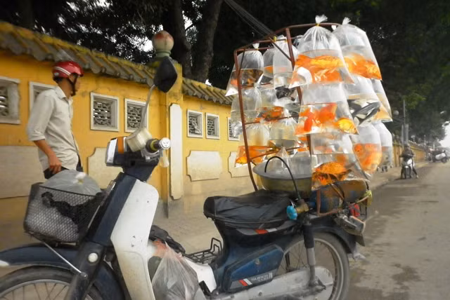 Những người bán cá cảnh dạo đường đều nhập cá từ làng Yên Phụ đến phố phường