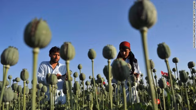 Cánh đồng thuốc phiện ở Afghanistan.