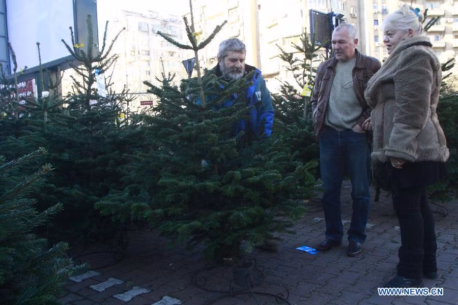 Người dân thủ đô Bucharest, Romania mua cây thông trang trí trước đêm Noel. Người dân thủ đô Bucharest, Romania mua cây thông trang trí trước đêm Noel.
