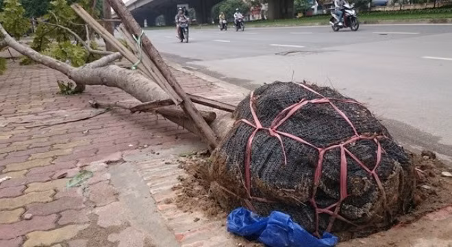 Cây mới được trồng khi bị bật gốc trên đường Khuất Duy Tiến thì "lộ" nguyên bọc bầu (ảnh: Báo Lao động)