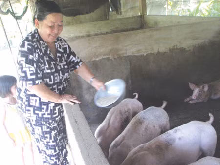 Bà Tư Bốn nuôi heo chuyên nghiệp. Bà Tư Bốn nuôi heo chuyên nghiệp.