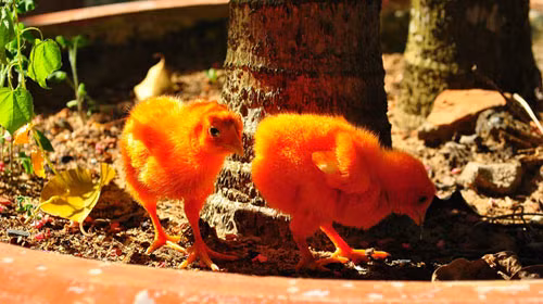 Lại xuất hiện gà nhuộm phẩm màu, Tin tức trong ngày, ga nhuom pham mau, ga long nhung, nhuom long ga, ga con, ga giong, bao, tin tuc, tin hot, tin hay