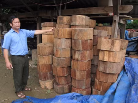 Chiêu hợp thức hóa gỗ lậu của "ông trùm", Tin tức trong ngày, go nghien, pha rung, thot nghien, go sua, go lim, ha nghien, lam tac, vuon quoc gia ba be, go quy, bao, tin tuc, tin hot, tin hay