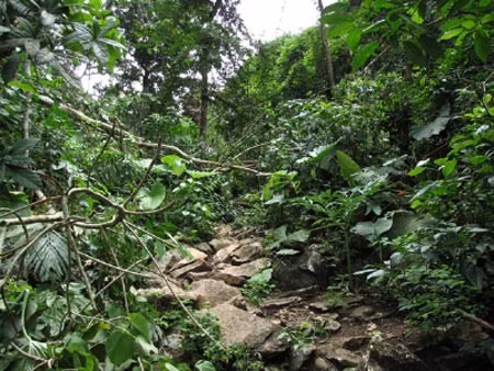 Chiêu hợp thức hóa gỗ lậu của "ông trùm", Tin tức trong ngày, go nghien, pha rung, thot nghien, go sua, go lim, ha nghien, lam tac, vuon quoc gia ba be, go quy, bao, tin tuc, tin hot, tin hay