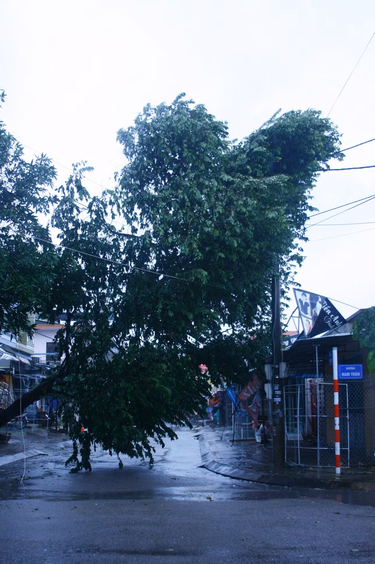 Nhiều đường phố cây cối đổ rạp