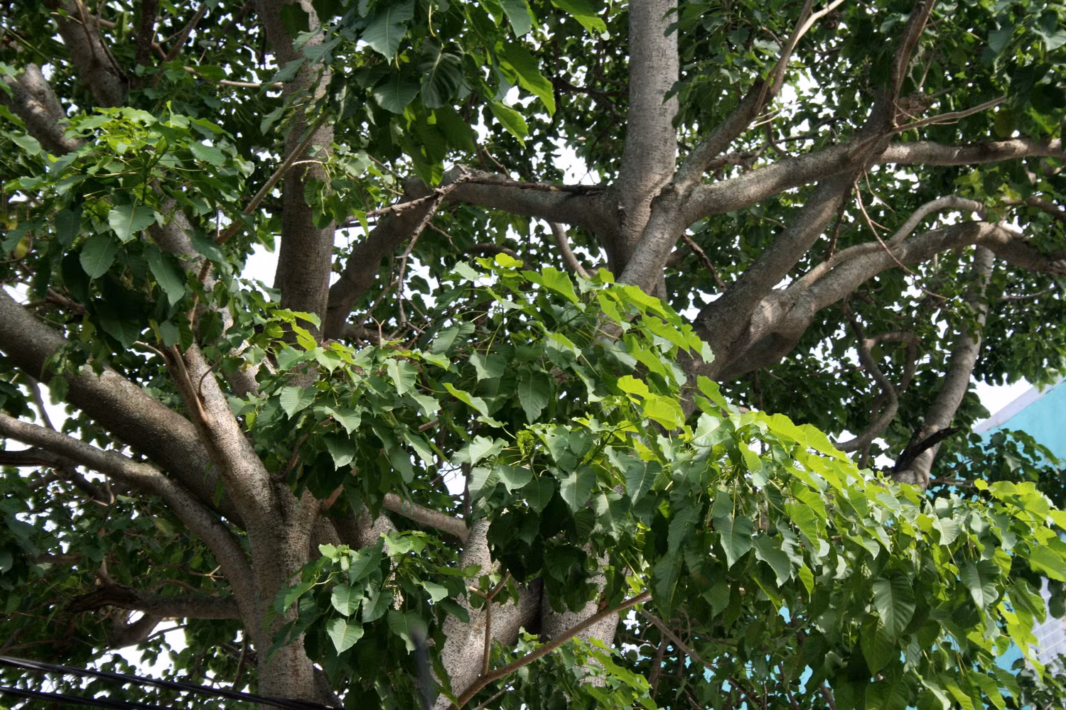 Cây bã đậu (mủ và hạt độc)