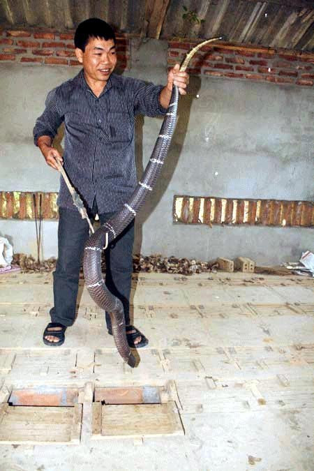 Một con rắn Hổ mang bành được anh Thuận nuôi trong 8 tháng đã có cân nặng vào khoảng 4kg. Một con rắn Hổ mang bành được anh Thuận nuôi trong 8 tháng đã có cân nặng vào khoảng 4kg.