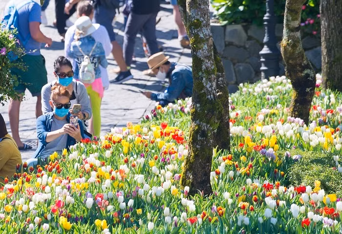 Du khách hào hứng dự lễ hội hoa tulip ở Bà Nà trong mùa dịch Covid-19. Du khách hào hứng dự lễ hội hoa tulip ở Bà Nà trong mùa dịch Covid-19.