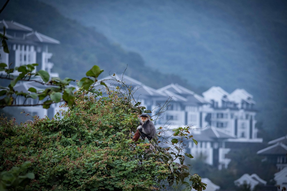 Voọc ở InterContinental Danang Sun Peninsula Resort Voọc ở InterContinental Danang Sun Peninsula Resort