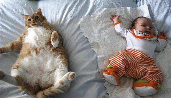 Dân mạng trầm trồ với đôi bạn này: "Chúng mình thật giống nhau", "2 chú mèo con cùng tập thể dục nào!" Dân mạng trầm trồ với đôi bạn này: "Chúng mình thật giống nhau", "2 chú mèo con cùng tập thể dục nào!"