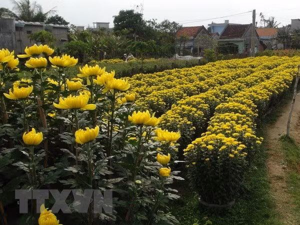 Hoa cúc. (Ảnh: Thế Lập/TTXVN)
