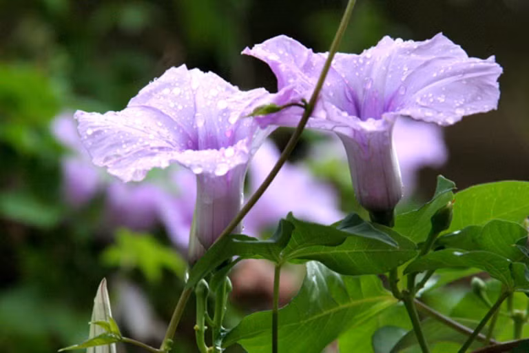 14. Lá bìm bìm, lá mảnh cộng, dùng tươi, lượng bằng nhau 50g, săc uống. Dùng 7 – 10 ngày.