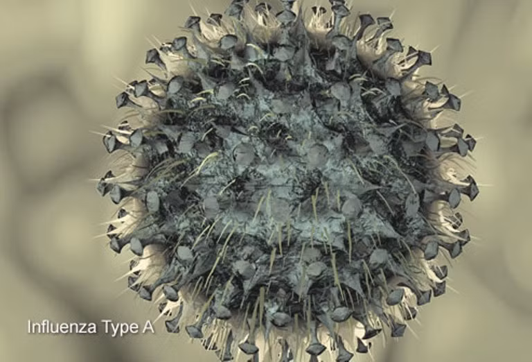 23. Cúm: Là bệnh viêm nhiễm cấp tính đường hô hấp gây nên bởi virus cúm lây truyền nhanh, thường thành dịch