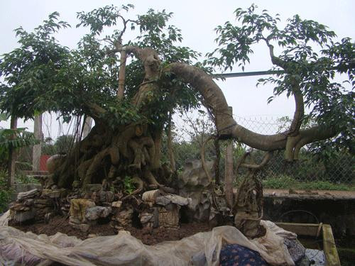 Cây sanh dáng long này đã được trả giá 800 triệu đồng, nhưng "ông chủ" của nó vẫn chưa "duyệt"