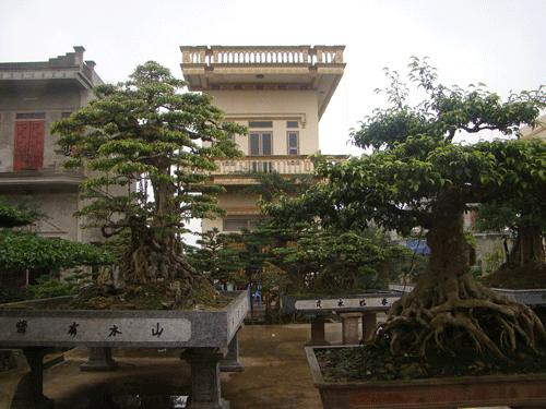 Người dân Nam Điền giàu có thịnh vượng nhờ cây cảnh