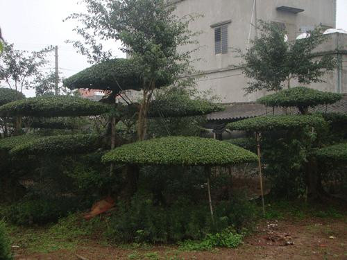 Bộ uốn thế kiểu "mâm xôi" này được một đại gia trả giá 2 tỷ đồng.