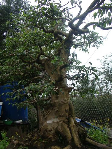 Có những cây dù đã rất nhiều khách trả đến dăm bảy tỷ đồng nhưng chủ nhân của nó vãn điềm nhiên... lắc đầu, đơn giản vì “tiền không phải là tất cả”. Cây sanh này đã hàng chục năm tuổi và nhiều khách gạ mua nhưng ông chủ chưa muốn bán