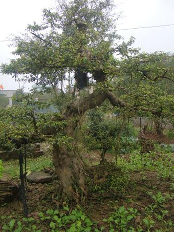 Trông rất đơn giản nhưng cây dáng long này đã được trả giá trên 2 tỷ vì "tuổi cao"