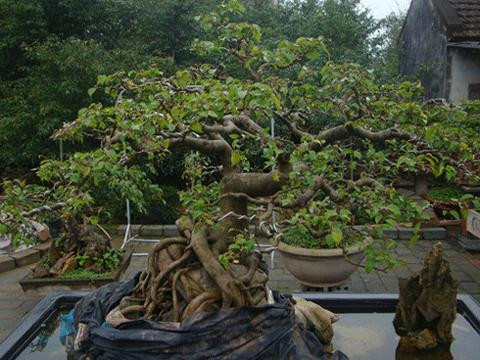 Ở Nam Điền, điểm khác biệt so với các làng quê khác là đường làng rất rộng. Các loại ô tô, xe tải trọng cỡ lớn đều có thể vào được từng ngõ ngách để tiện cho du khách đi lại thăm quan, và để thuận tiện cho việc vận chuyển. Trong ảnh là cây sung cảnh có giá hàng trăm triệu đồng.