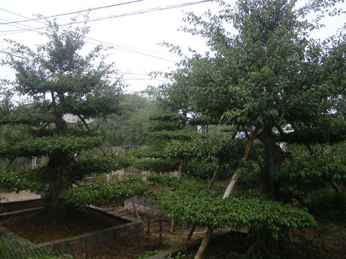 Sanh vẫn là loại cây cảnh đang có giá nhất hiện nay. Cây giá trị phụ thuộc vào rất nhiều yếu tố, nhưng có những yếu tố quan trọng không thể nào thiếu là: độ tuổi và thế của cây!