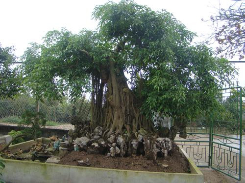 Gốc xanh nhiều rễ sẽ rất có giá trị