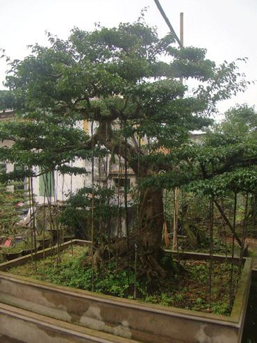 Du khách bị mê hoặc bởi vẻ đẹp khó cưỡng của những dáng cây bạc tỷ