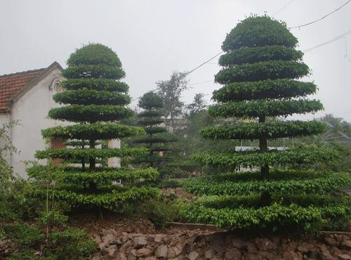 Đôi xanh 9 tầng khá được ưa chuộng
