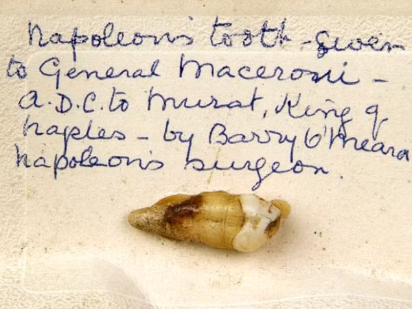 Chiếc răng nanh bên phải của Napoleon Bonaparte. Tại một cuộc đấu giá ở Wiltshire tháng 11/2005, nó được bán với giá 11.000 bảng Anh. Chiếc răng nanh bên phải của Napoleon Bonaparte. Tại một cuộc đấu giá ở Wiltshire tháng 11/2005, nó được bán với giá 11.000 bảng Anh.