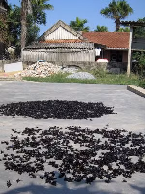 Số ong mà vợ chồng ông Tuân mới thu mua đang được phơi nắng.