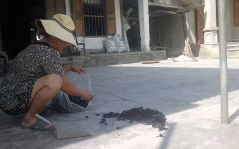 Bà Quế đang thu gom số ong đã phơi đủ nắng để đóng bao.