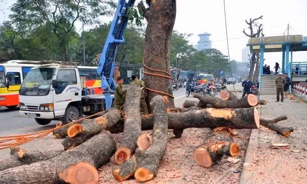 Chủ tịch UBND thành phố Hà Nội đã yêu cầu thanh tra việc thực hiện thay thế cây xanh trên một số tuyến phố thời gian qua. ảnh: motthegioi.