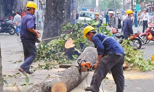 Vụ chặt hạ cây xanh vừa qua tại Hà Nội không nhận được sự đồng thuận của đa số nhân dân. ảnh: kienthuc.