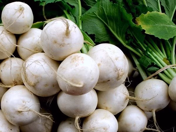 Củ cải có đặc tính dược liệu tuyệt vời mà nhiều người vẫn chưa biết (Ảnh: theo boldsky). Củ cải có đặc tính dược liệu tuyệt vời mà nhiều người vẫn chưa biết (Ảnh: theo boldsky).
