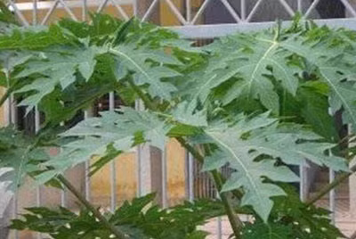 Lá đu đủ