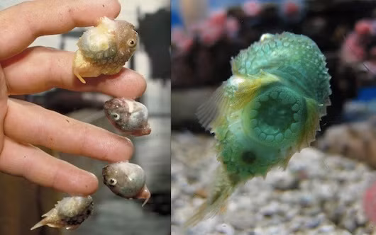 3. Cá vây tròn - Lumpfish. Vây của loài cá nhỏ kì lạ này được tiến hóa thành hình tròn như cái đĩa nhầy để bám vào mọi vật xung quanh. 3. Cá vây tròn - Lumpfish. Vây của loài cá nhỏ kì lạ này được tiến hóa thành hình tròn như cái đĩa nhầy để bám vào mọi vật xung quanh.