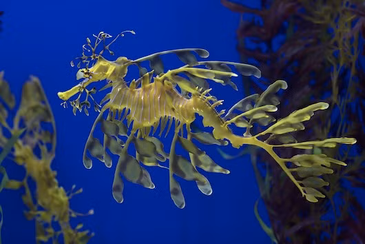 2. Rồng biển lá. Loài rồng biển lá còn được gọi với cái tên Glauert's seadragon là một loài động vật đẹp lộng lẫy và quý hiếm. 2. Rồng biển lá. Loài rồng biển lá còn được gọi với cái tên Glauert's seadragon là một loài động vật đẹp lộng lẫy và quý hiếm.