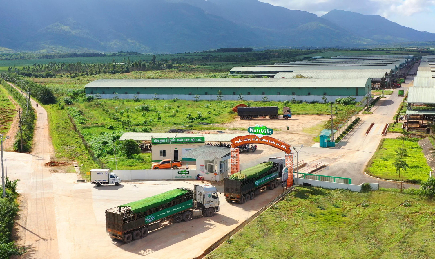 Sau khi được nhập tịch ở cảng Quy Nhơn, bò được chuyển về trang trại bò sữa NutiMilk tại Gia Lai Sau khi được nhập tịch ở cảng Quy Nhơn, bò được chuyển về trang trại bò sữa NutiMilk tại Gia Lai