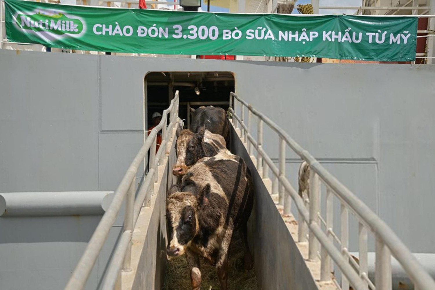 Bò sữa NutiMilk xuống tàu về trại Bò sữa NutiMilk xuống tàu về trại
