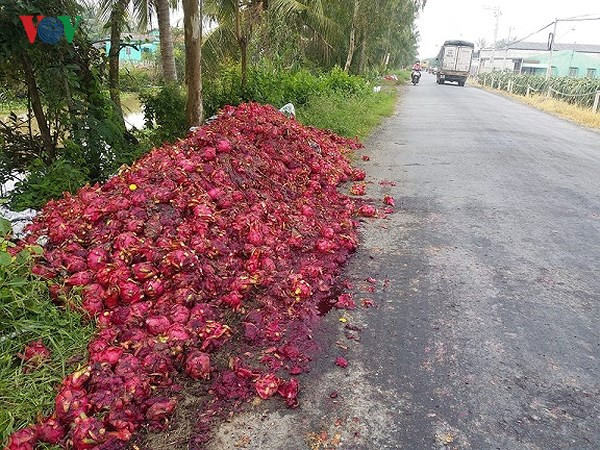 Trong những ngày rớt giá xuống quá thấp, có hiện tượng đổ bỏ thanh long, nhưng nay giá đã tăng trở lại. Ảnh: VOV. Trong những ngày rớt giá xuống quá thấp, có hiện tượng đổ bỏ thanh long, nhưng nay giá đã tăng trở lại. Ảnh: VOV.