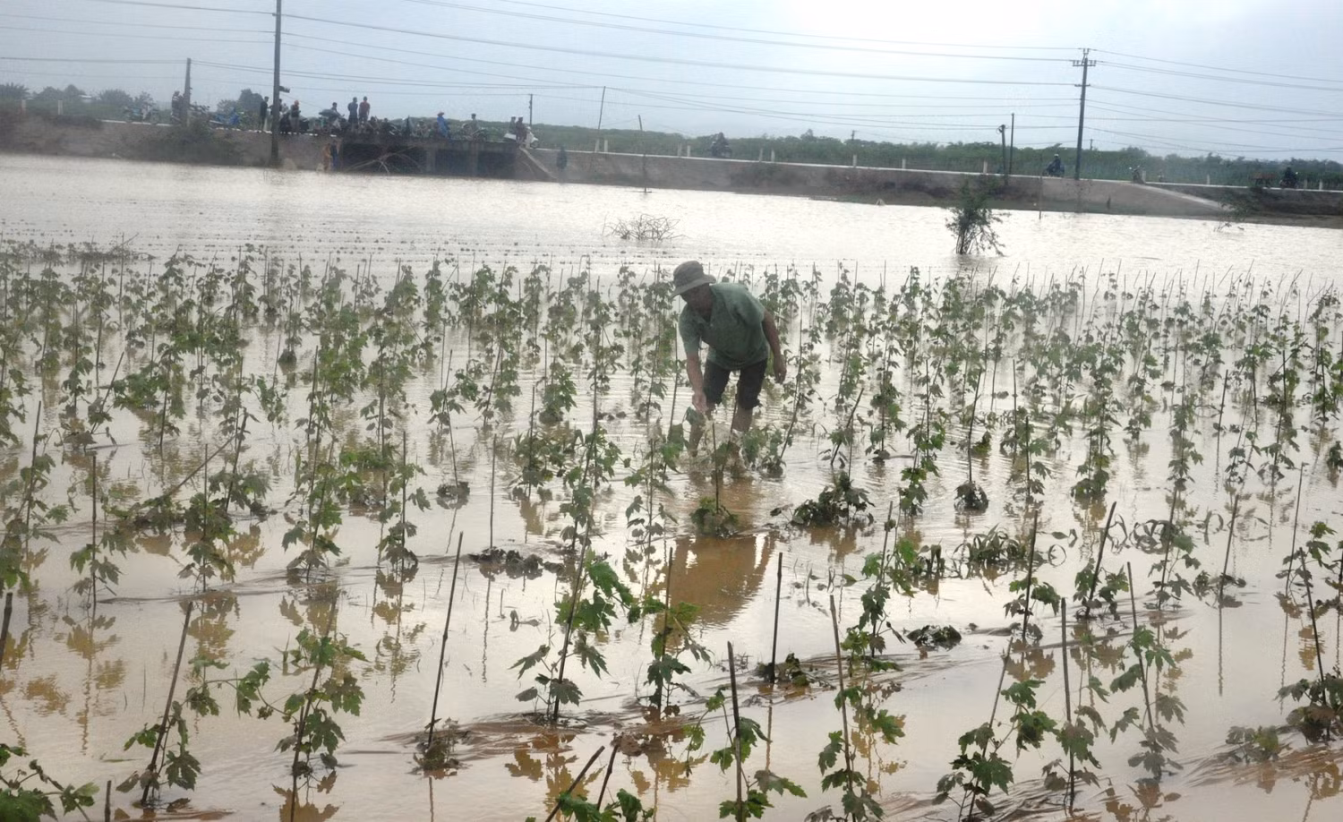 Thủy điện xả lũ gây ngập nặng vùng hạ du khiến nhiều diện tích hoa màu của người dân bị hư hại. Ảnh: An Nguyên Thủy điện xả lũ gây ngập nặng vùng hạ du khiến nhiều diện tích hoa màu của người dân bị hư hại. Ảnh: An Nguyên