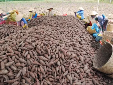 Thương lái Trung Quốc đang khiến nông dân Việt Nam điêu đứng Thương lái Trung Quốc đang khiến nông dân Việt Nam điêu đứng