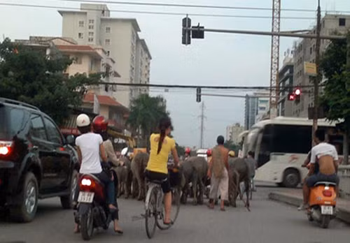 Nhí nhố... trâu xuống phố. Nhí nhố... trâu xuống phố.